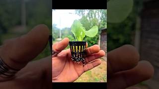 Seedlings to Aeroponics in 60 Seconds aeroponics growing plants seedlings fast easy DIY [upl. by Tobin]