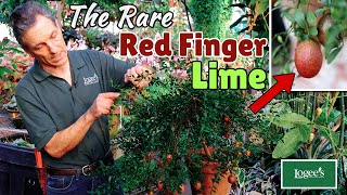 The Rare Red Finger Lime  Australian Red Lime Citrus australasica hybrid [upl. by Travax]