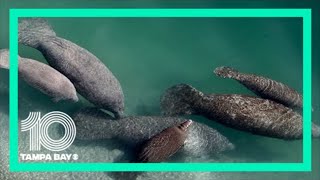 Manatees gather at TECO viewing center in Apollo Beach [upl. by Aileduab919]