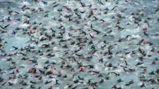 2013 Ironman Nice  Official Start  Thousands of swimmers amazing [upl. by Ellezaj925]