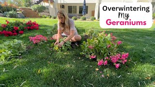 Overwintering My Geraniums Storing my potted geraniums and my bagged up geraniums 😀 [upl. by Baras]