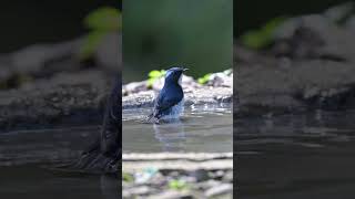 Ultramarine Flycatcher viralreels viralshorts viralvideos birding viral naturelovers birds [upl. by Isej]