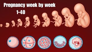 Pregnancy week by week  Fetal Devlopment 140 weeks  Pregnancy [upl. by Aicats]