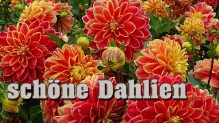 🌸 schöne Dahlien Bilder  more dahlia pictures [upl. by Dorej828]