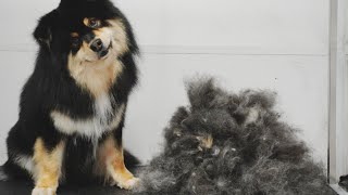 SO SATISFYING  Major deshed on Finnish Lapphund [upl. by Icak491]