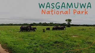 Exploring the Majesty of Wasgamuwa Wild Elephant Safari Adventure 🐘WildlifeSafari visitsrilanka [upl. by Lauren]