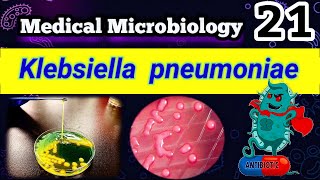 Klebsiella pneumoniae شرح بالعربي Difference between E coli and Klebsiella [upl. by Zehe797]