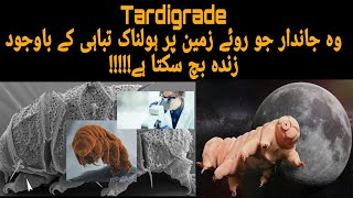 Unbelievable Abilities of Tardigrades Revealed Urdu Hindi  How Tardigrades Survive Extreme weather [upl. by Thordia]