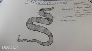 Drawing HYDROPHISSEA SNAKEHow to draw HYDROPHIS intermediate TheLefthandedArtist record zoology [upl. by Preciosa917]