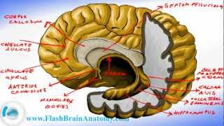 Brain Anatomy  Brain Fornix and Ventricle Anatomy [upl. by Aser]