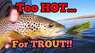 FLY FISHING in bright sunshine for this lovely BROWN TROUT flyfishing fishing [upl. by Eisned]