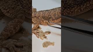 Best Bearded Dragon SHED REMOVAL Part 2 of 3 No BGM  stayrad ‎ChuckNorrizBeardedDragons [upl. by Mina]