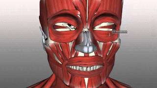 Muscles of Facial Expression  Anatomy Tutorial PART 1 [upl. by Akinom]