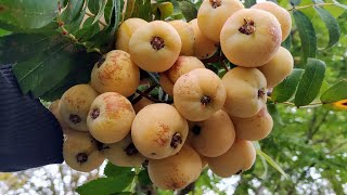 Tasty Service Tree Sorbus domestica or quotDirtbagquot [upl. by Mariejeanne]