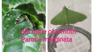 Life cycle of a moth Parotis marginata leaf roller From caterpillar to adult moth [upl. by Ardnoel]