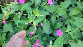 Mirabilis jalapa the marvel of Perufour oclock flower  Keep Gardening shorts viral garden [upl. by Townie]