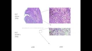 Regulating immune activation by necrotic cells [upl. by Yorke]