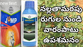 Best combination insecticides to control western flower tripsjumpmovento od [upl. by Arodnap]