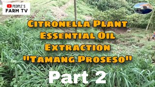 VLOG 16 Integrated farming  Citronella Plant Part 2 Tamang proseso sa pag extract ng essential oil [upl. by Morganica]