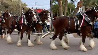 Budweiser Clydesdales at Siesta Key [upl. by Derag]