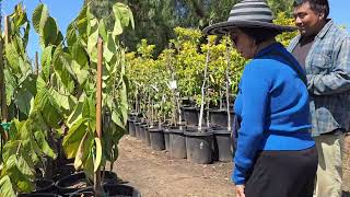 Atemoya Tropical Fruit Nursery Tour [upl. by Hilliary]