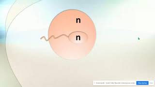 Haploid vs Diploid amp Homologous Chromosomes [upl. by Nwahsak]