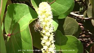 Coccoloba uvifera flores IComandatubaBA 22 1 18 ASilveira yout [upl. by Wiedmann377]