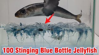 100 Blue Bottle Jellyfish vs Fish [upl. by Eenad]