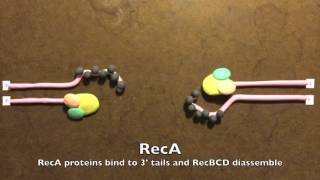 Homologous Recombination in Prokaryotes [upl. by Darian432]