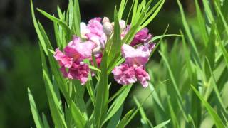 Desert willow Bubba Chilopsis linearis Bubba San Benito Texas 20120911 [upl. by Christianson466]