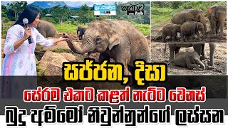 Kathawa with Ash  Pinnawala Elephant Orphanage  Sajjana Dissa  Rare twin baby elephants [upl. by Atyekram]