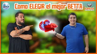 Cómo ELEGIR el mejor BETTA ft Osky Bettas [upl. by Nonnahc]