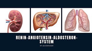 ReninAngiotensinAldosteronSystem RAAS  Heilpraktikerwissen [upl. by Ycnej]