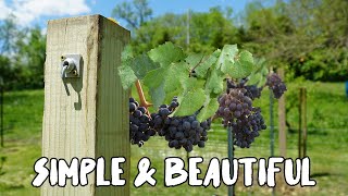 How to build a Grape Vine Trellis [upl. by Willard]