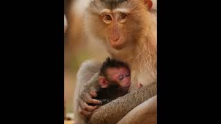 Mony the pigtail monkey not happy with her hybrid daughter 4 [upl. by Corey]