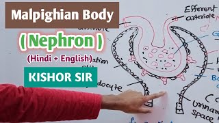 Malpighian body of nephron  Malpighian body  Kidney  Tubule  Structure  Function  Hindi  Bio [upl. by Laoj]