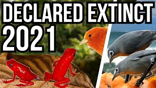 5 Animals That Were Declared Extinct In The Year 2021 [upl. by Dnartreb63]