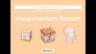 Integumentary System Part 2 [upl. by Jacquelin]