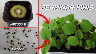 Como Germinar Kiwi  Germinar Semillas de Kiwi  Cultivo del Kiwi  Plantar kiwi [upl. by Anailil]