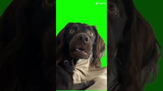 confused dog green screen [upl. by Aikemal]