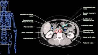 Anatomy Labeled Lymph Node Spaces amp Hepatic Segments [upl. by Diantha304]