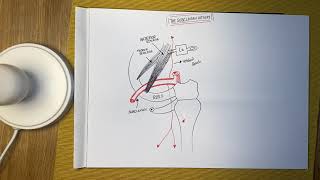 The Subclavian Artery  Anatomy [upl. by Enowtna482]