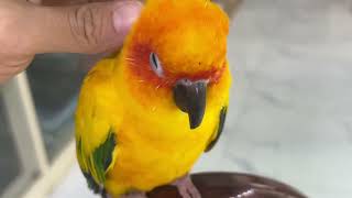 Sun Conure Parrot  Julie so lovely 🥰 [upl. by Ainnos656]