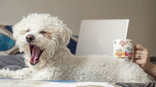 A Closer Look at the Distinctive Markings and Features of Bichon Frise Dogs [upl. by Chrysa96]