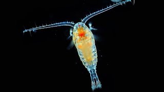 Facts Copepods [upl. by Ehman]