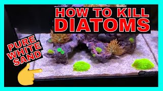 How To Kill Diatoms  Reef Tank Diatoms  Diatoms Update [upl. by Rossen]