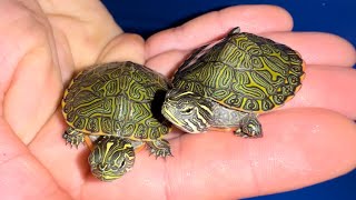 BABY TURTLE UNBOXING [upl. by Ibbie380]