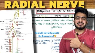 Radial Nerve Anatomy  Upper Limb Anatomy [upl. by Ycaj]