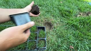 The easiest way to fix bare areas in your lawn [upl. by Brandise]