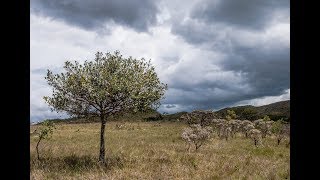 Campo rupestre no Brasil apresenta alta diversidade de espécies de plantas [upl. by Arymat]